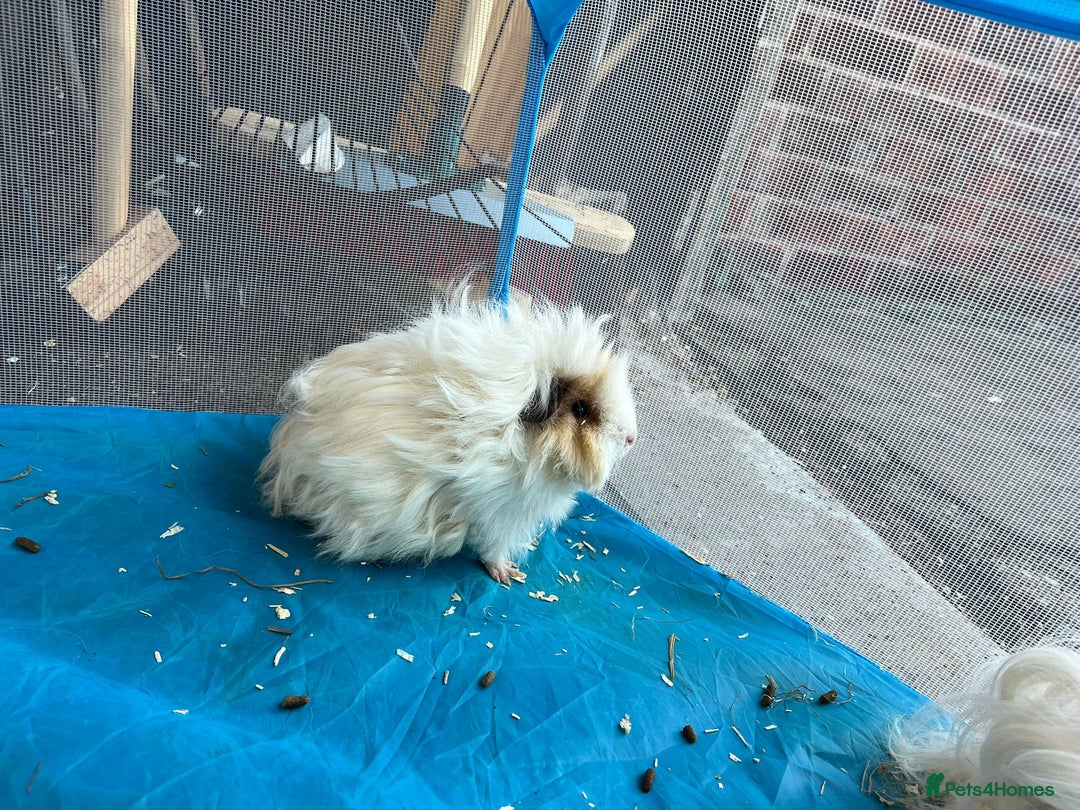 Guinea Pig rodents for sale: Lunkyara boar guinea pigs - Image 4