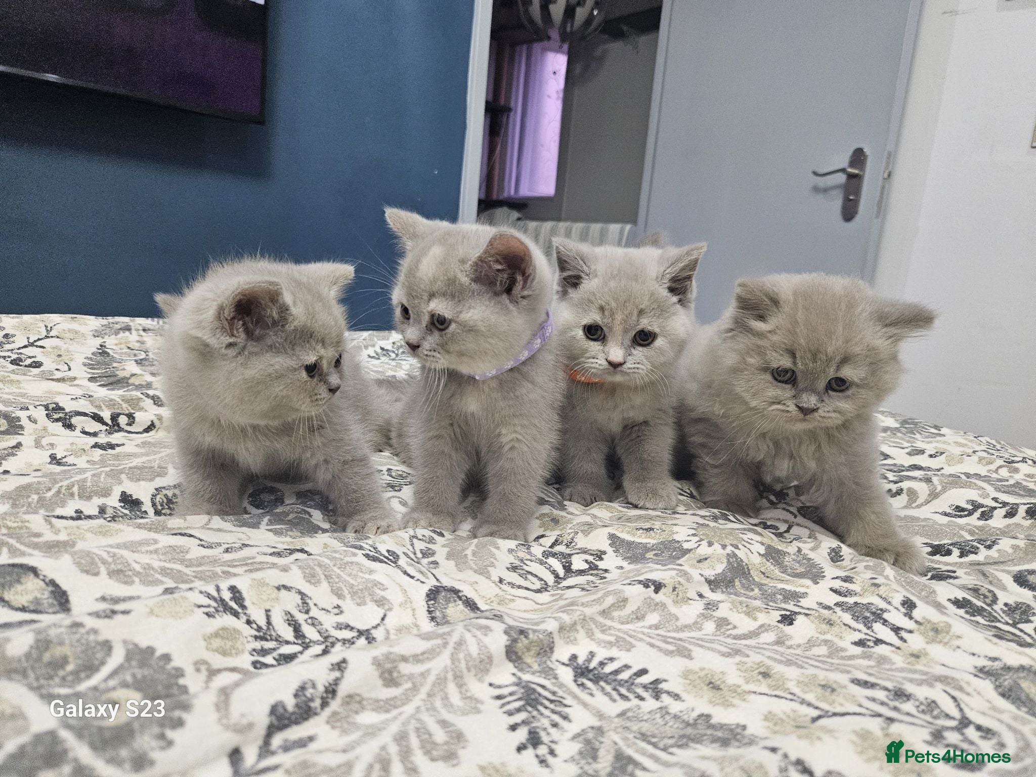 British Shorthair cats British short hair kittens, Ready to go. - Advert 2