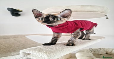 Devon Rex cats - Advert 16