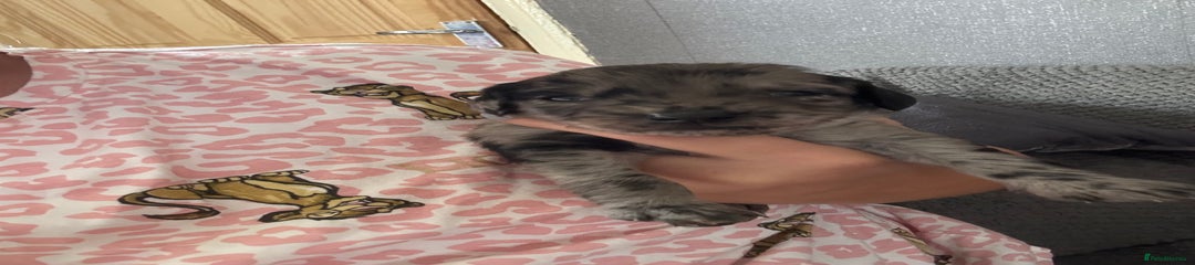 Cockapoo Puppy 4