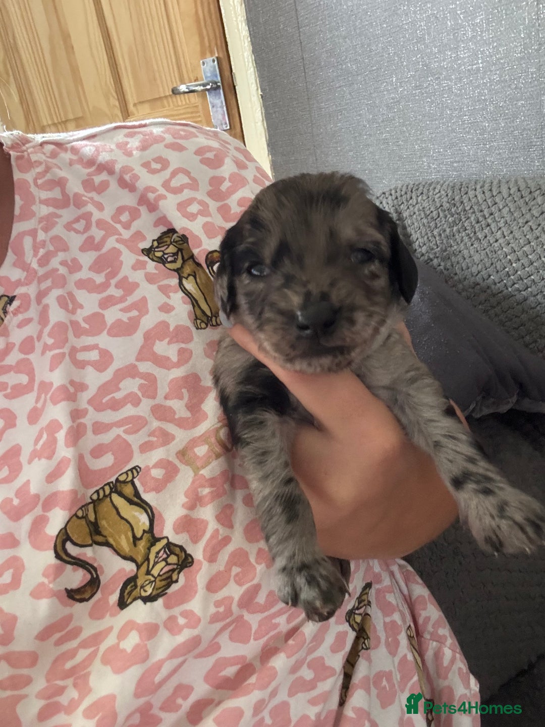 Cockapoo dogs for sale: Merle cockerpoo puppies for sale  - Image 10