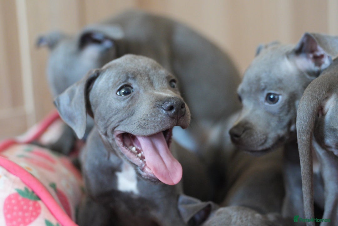 Staffordshire Bull Terrier dogs for sale: 🧸 Adorable Staffy puppies 🧸 - Image 15