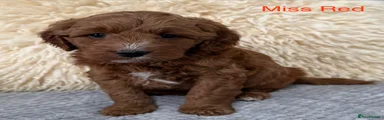 Australian Labradoodle 3