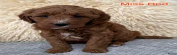 Australian Labradoodle dogs for sale: Stunning Australian labradoodle Pups  - Advert 5