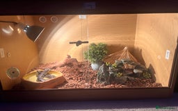 Python Snake reptiles for sale: Rico (Royal Ball python) - Image 1