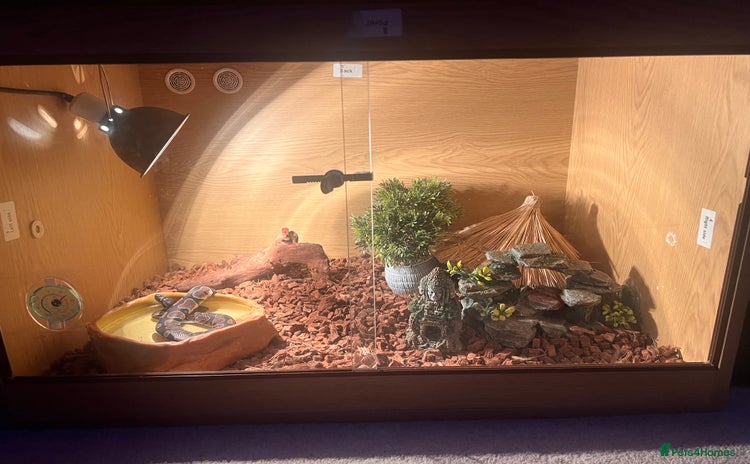 Python Snake reptiles - Advert 15