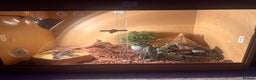 Python Snake reptiles for sale: Rico (Royal Ball python) - Advert 1