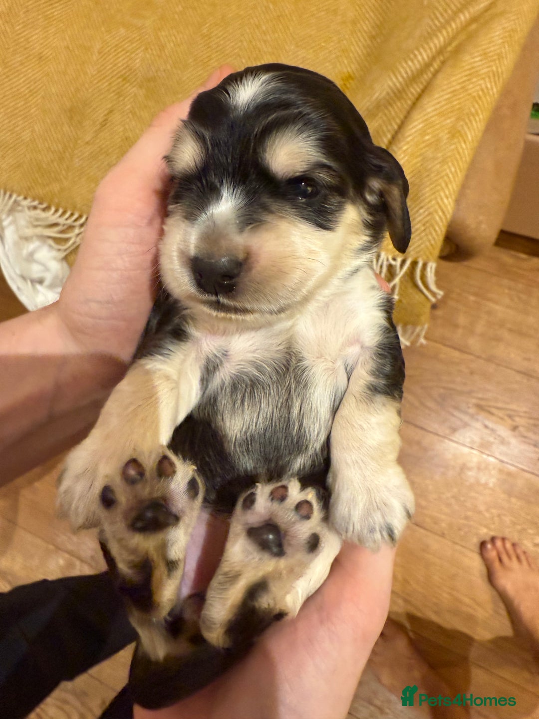 Cocker Spaniel dogs for sale: Stunning Show Cocker Spaniel litter  - Advert 3