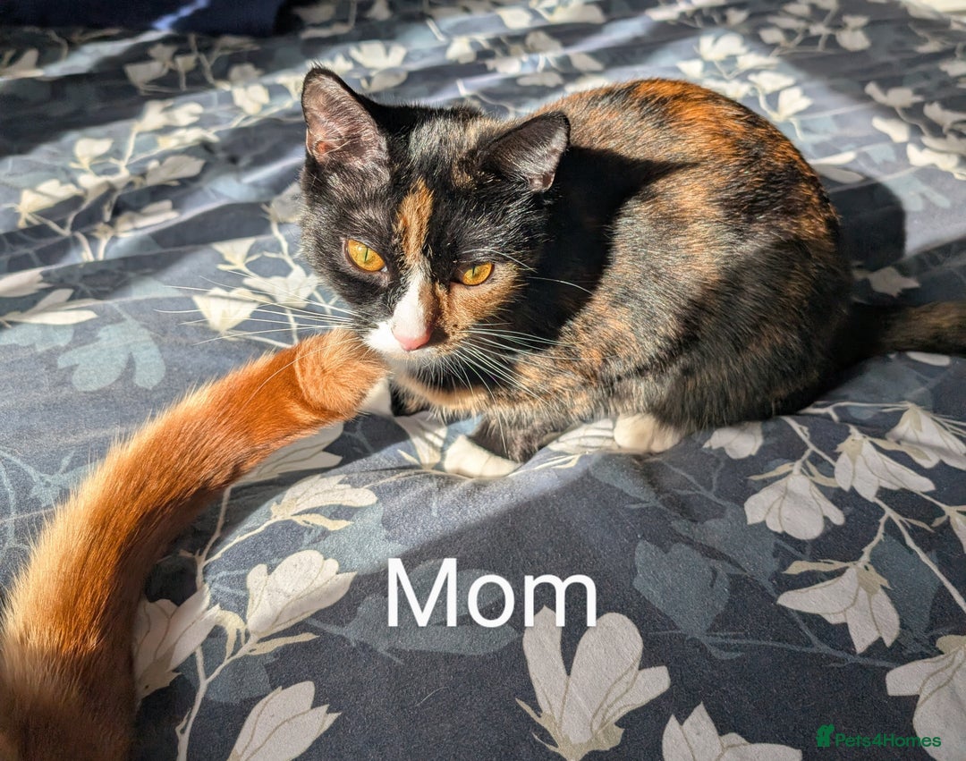Bengal cats for sale: Male kitten Bengal X Calico  - Image 8