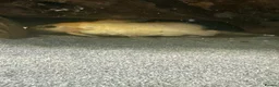 Catfish fish for sale: Yellow and brown syndontis catfish in Chorley - Advert 1