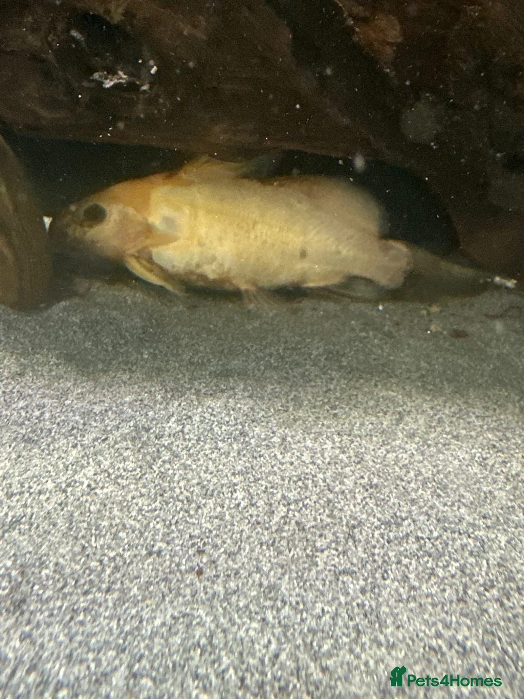 Catfish fish for sale: Yellow and brown syndontis catfish in Chorley - Advert 1