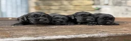 Cocker Spaniel dogs for sale: Stunning health tests show cockers  - Advert 7