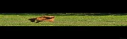 Golden Shepherd dogs for sale: Golden shepherd's  - Advert 19