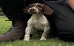 English Springer Spaniel dogs for sale: English springer spaniel puppies 🤎🤎 - Image 2