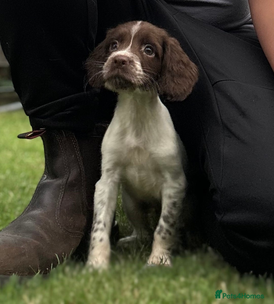 English Springer Spaniel dogs for sale: English springer spaniel puppies 🤎🤎 - Image 2