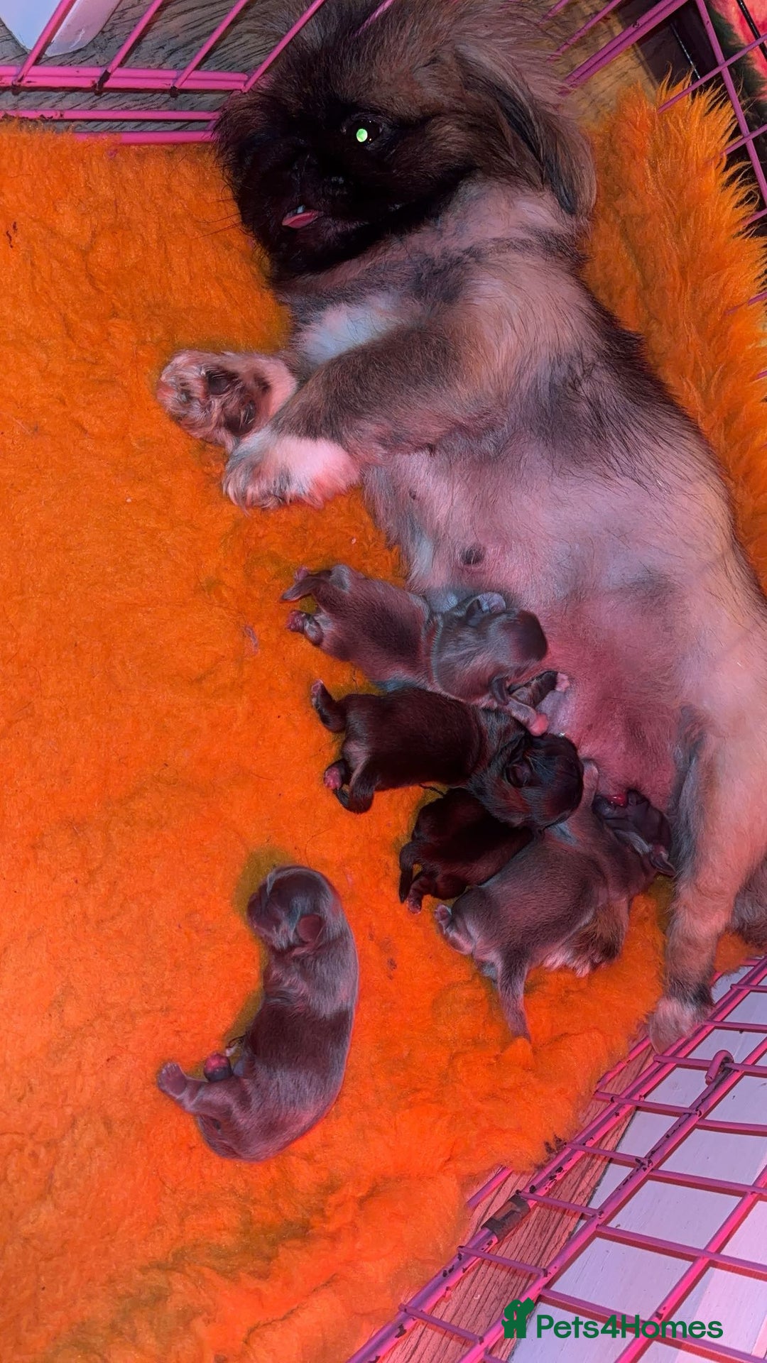 Pekingese dogs for sale: High quality Pekingese puppies  - Advert 2