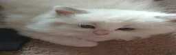 Ragdoll cats for sale: 5 BEAUTIFUL RAGDOLL GIRLS - Advert 6