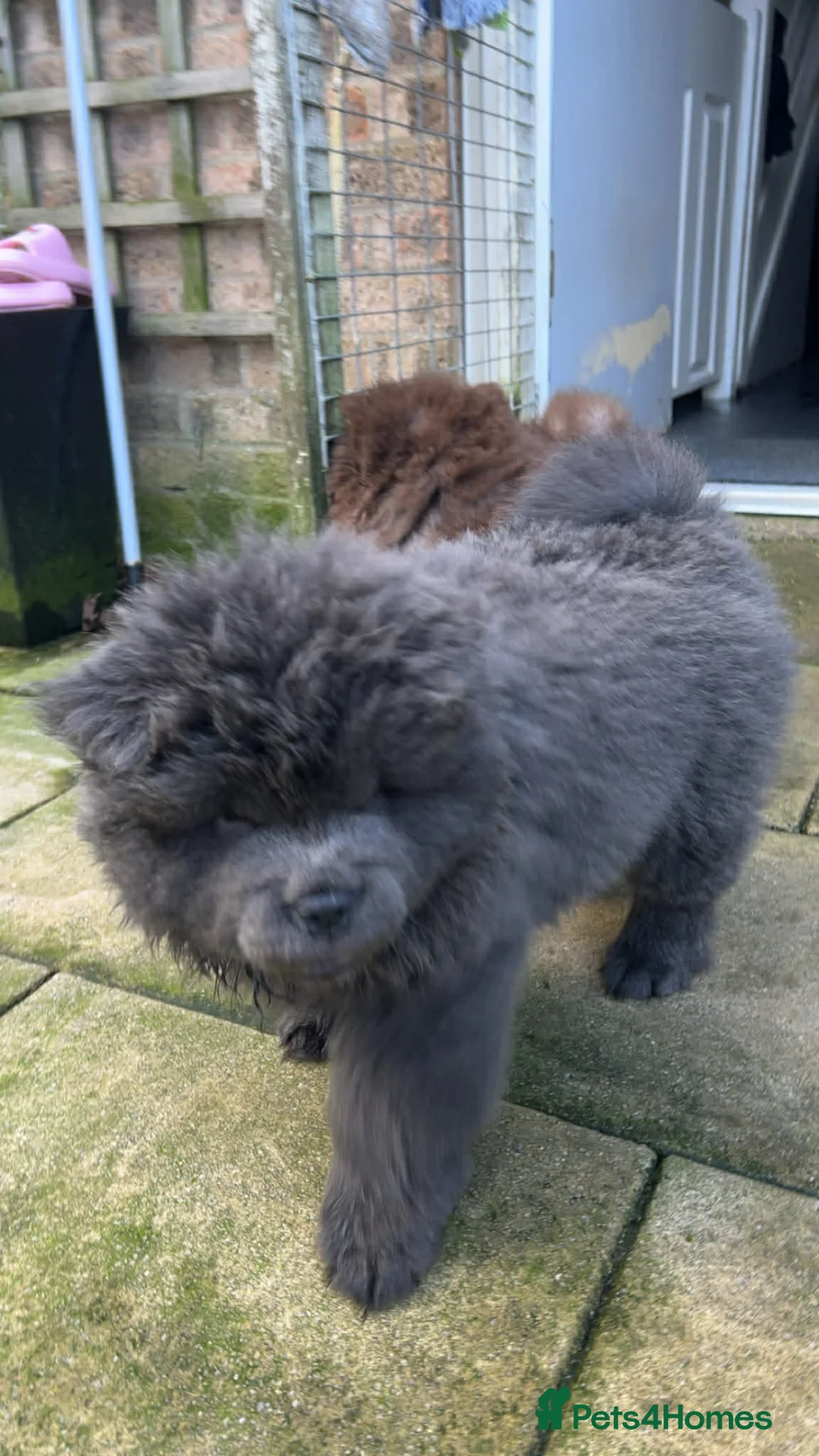 Chow Chow dogs for sale: Rough Coat Chow Chow Puppies in Peterborough - Advert 24