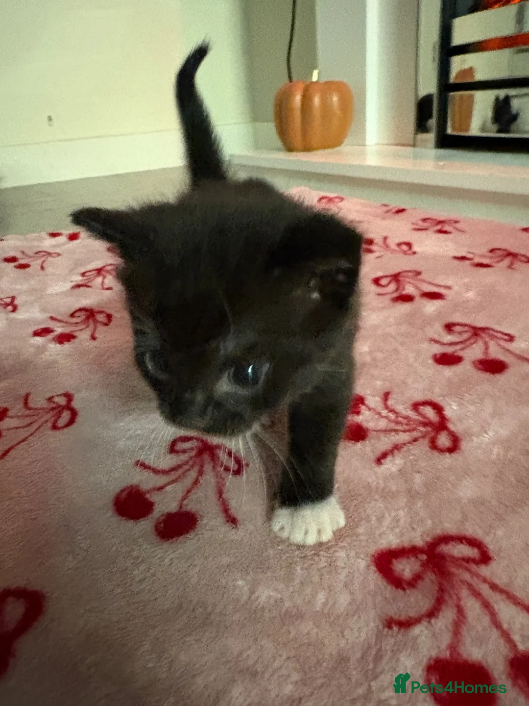 Mixed Breed cats for sale: 4 kittens available  in Haverfordwest - Advert 5