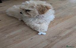Shih Tzu dogs for sale: Beautiful Golden shih-tzu puppy - Image 5