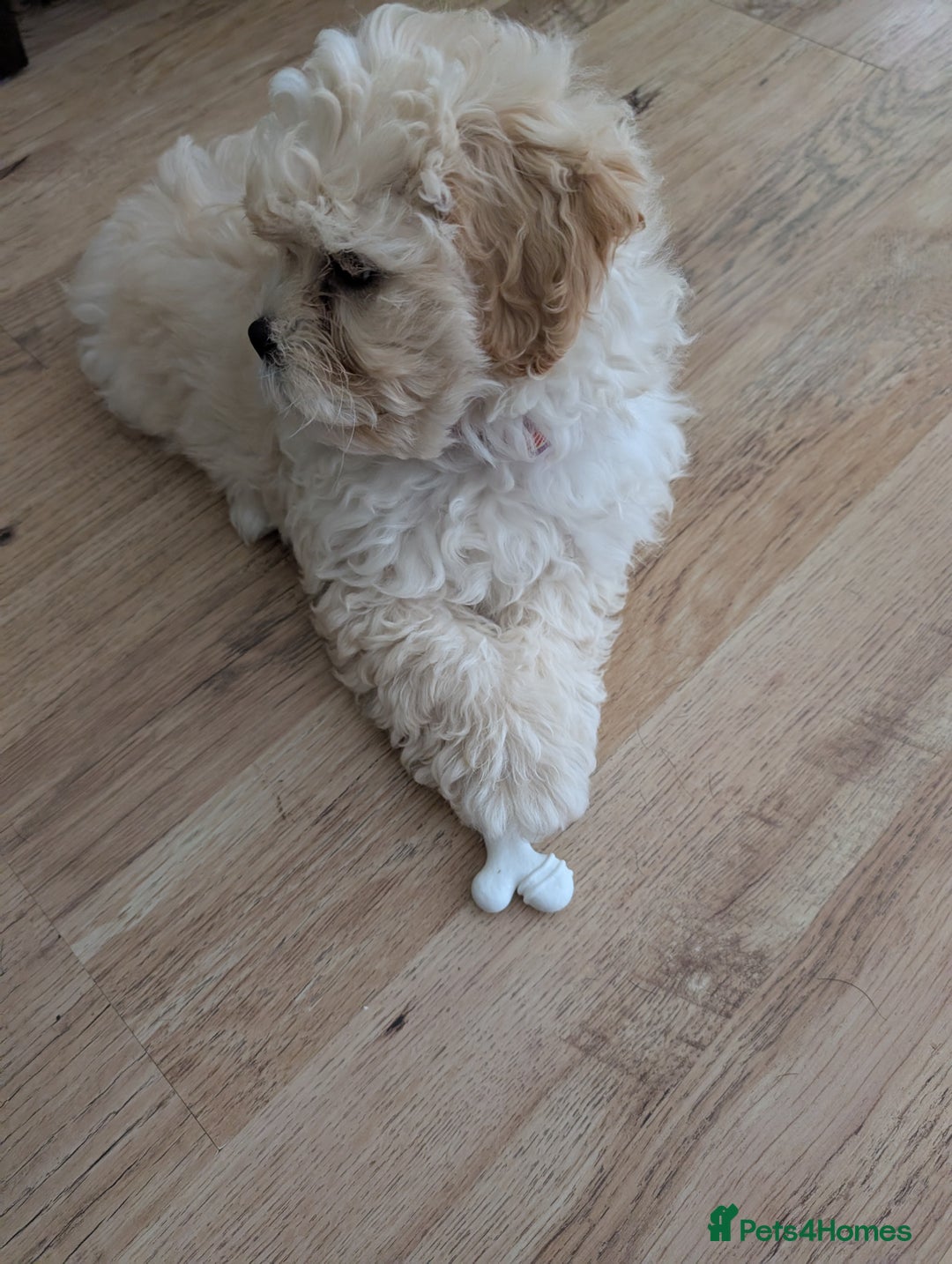 Shih Tzu dogs for sale: Beautiful Golden shih-tzu puppy - Image 5