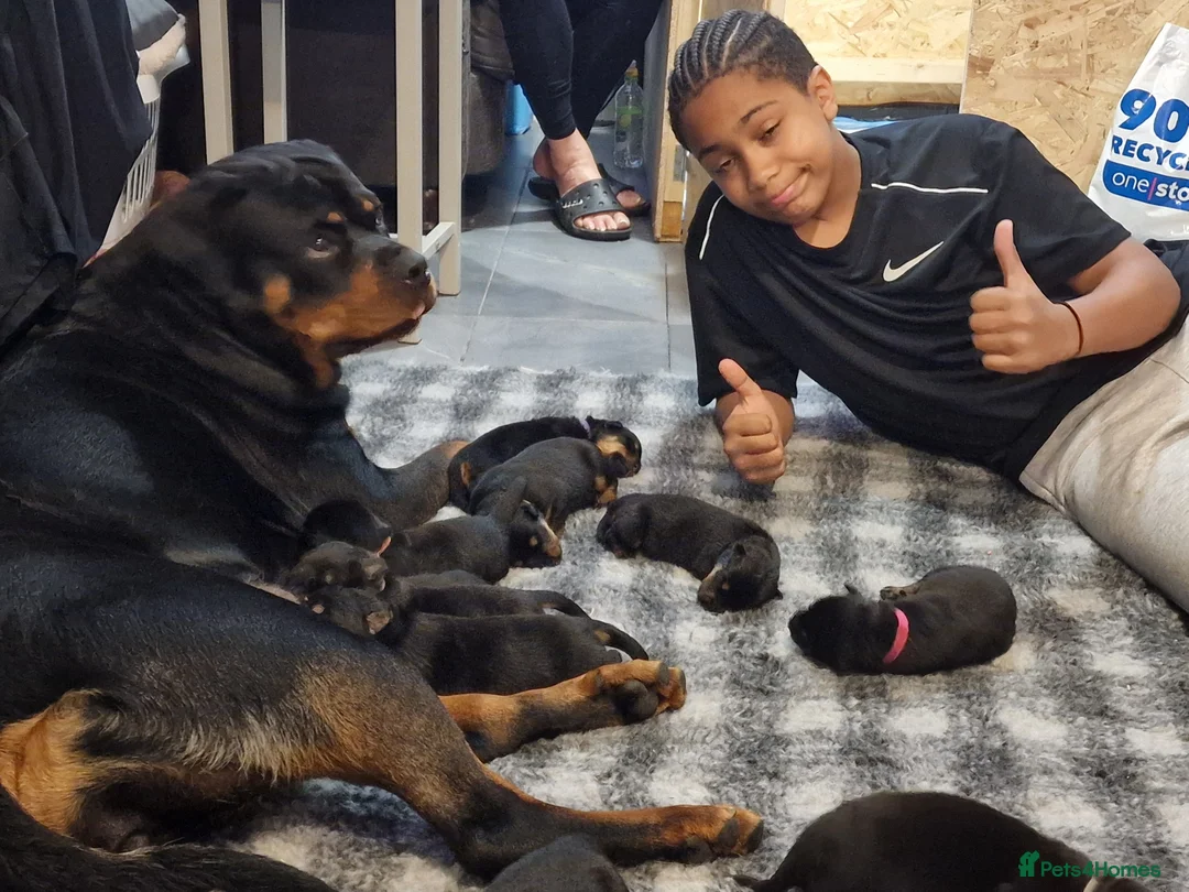 Mixed Breed dogs for sale: Beautiful rottweiler x german shepherd's  - Advert 3