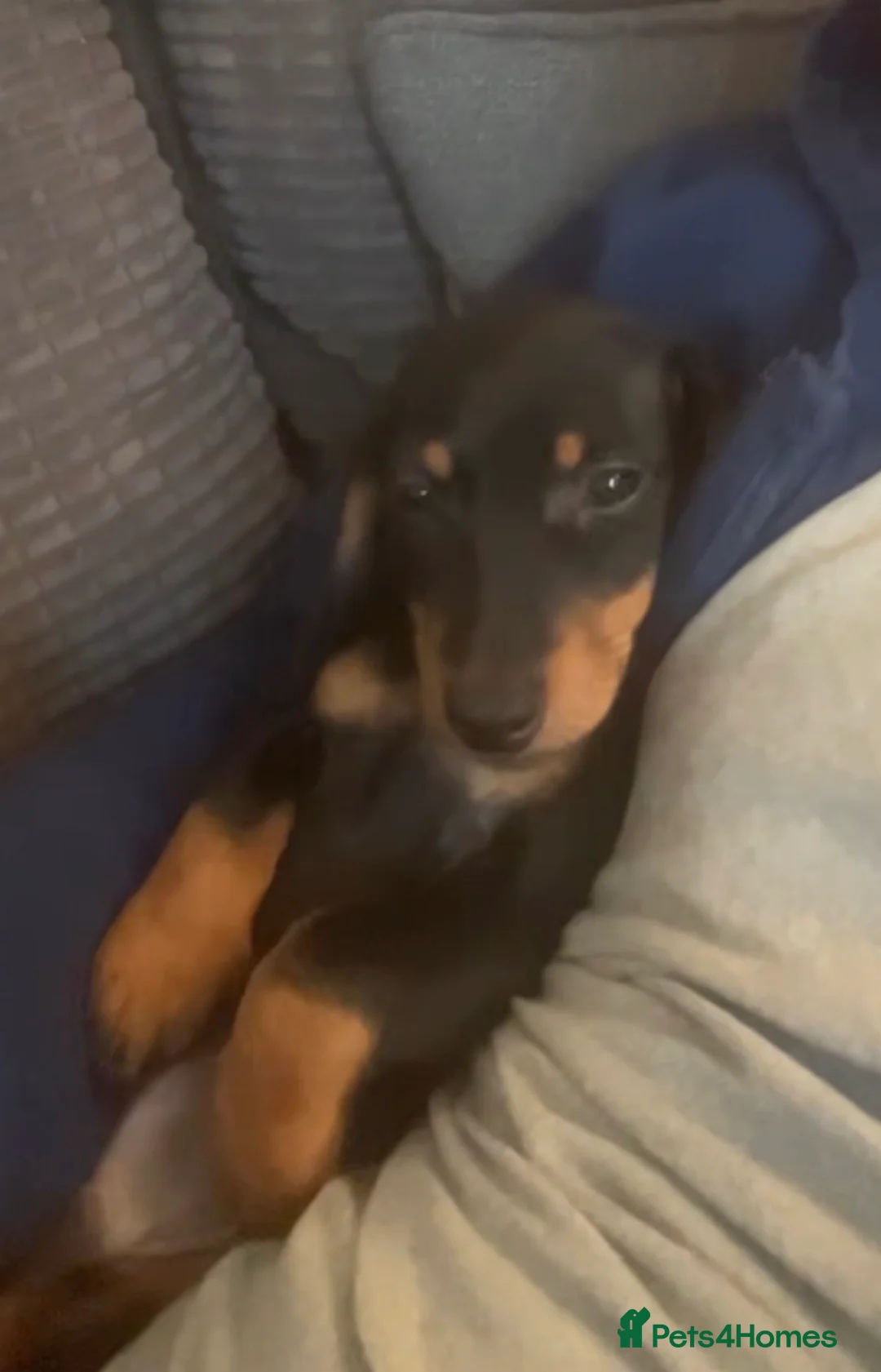 Miniature Dachshund dogs for sale: Sadly have to rehome my 22mth boy mini dachshund  in Chelmsford - Advert 1