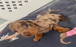 Dachshund dogs for sale: Dachshund puppies  - Image 4