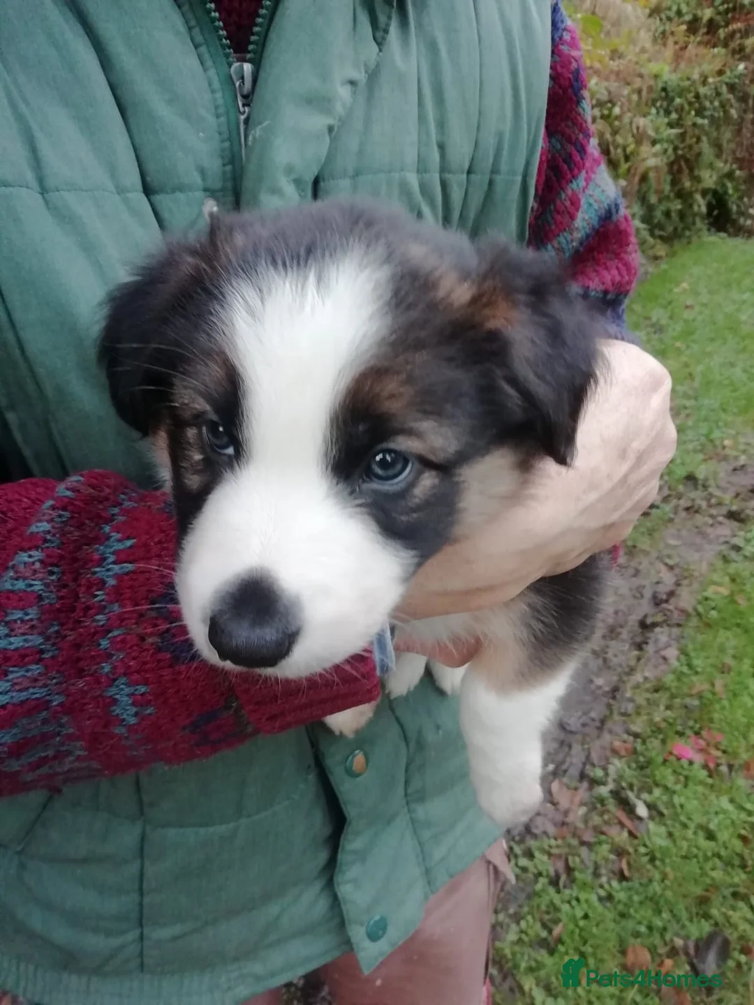Border Collie dogs for sale: Adorable Border Collies for Sale - Advert 6