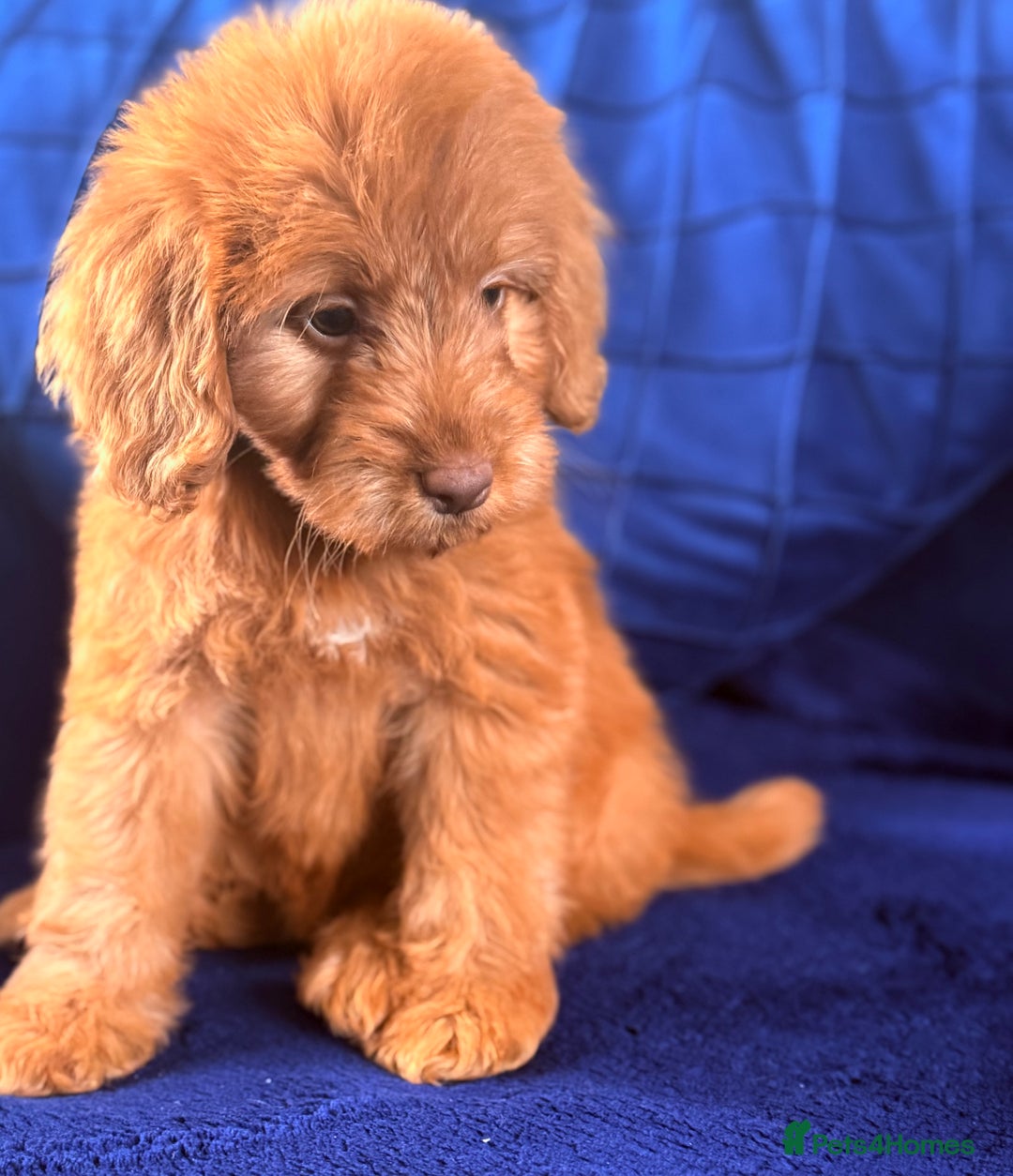 Cockapoo dogs for sale: Beautiful cockapoo puppies only  girls left  - Image 19