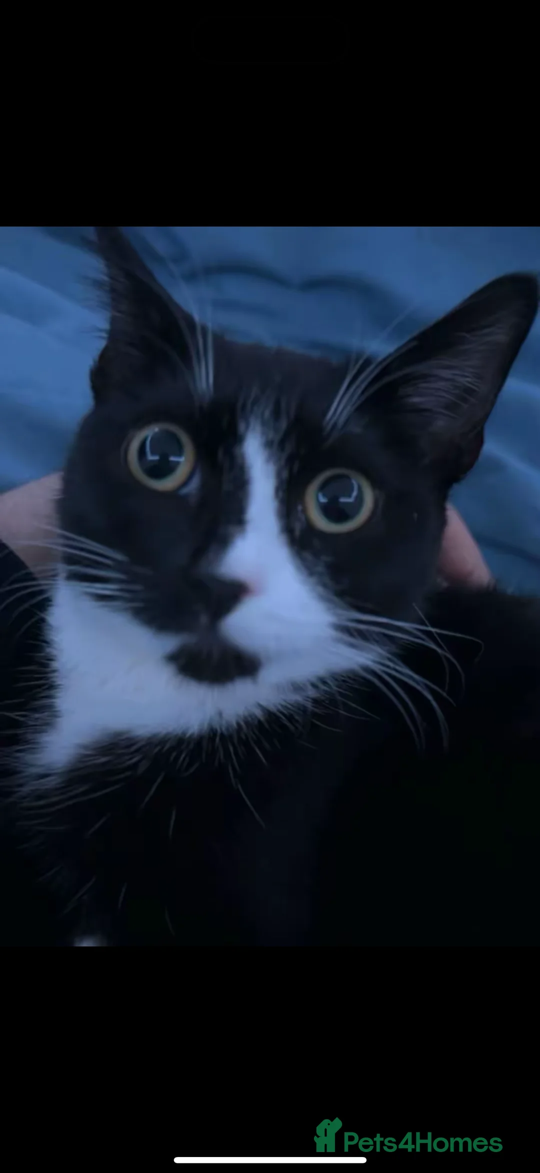 Bombay cats for sale:  NALA - Advert 2