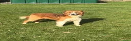 Border Collie dogs for stud: Sable & white KC registered border collie at stud  in Chesterfield - Advert 5