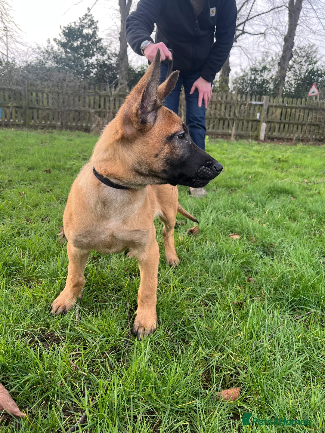 Belgian Shepherd Dog dogs for sale: Dutch Shepherd KNPV - Advert 7