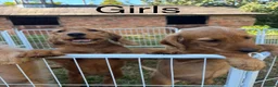 Labradoodle dogs for sale: Adorable Small Labradoodle Puppies - Advert 8