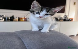 Mixed Breed cats for sale: Beautiful kittens  - Image 12