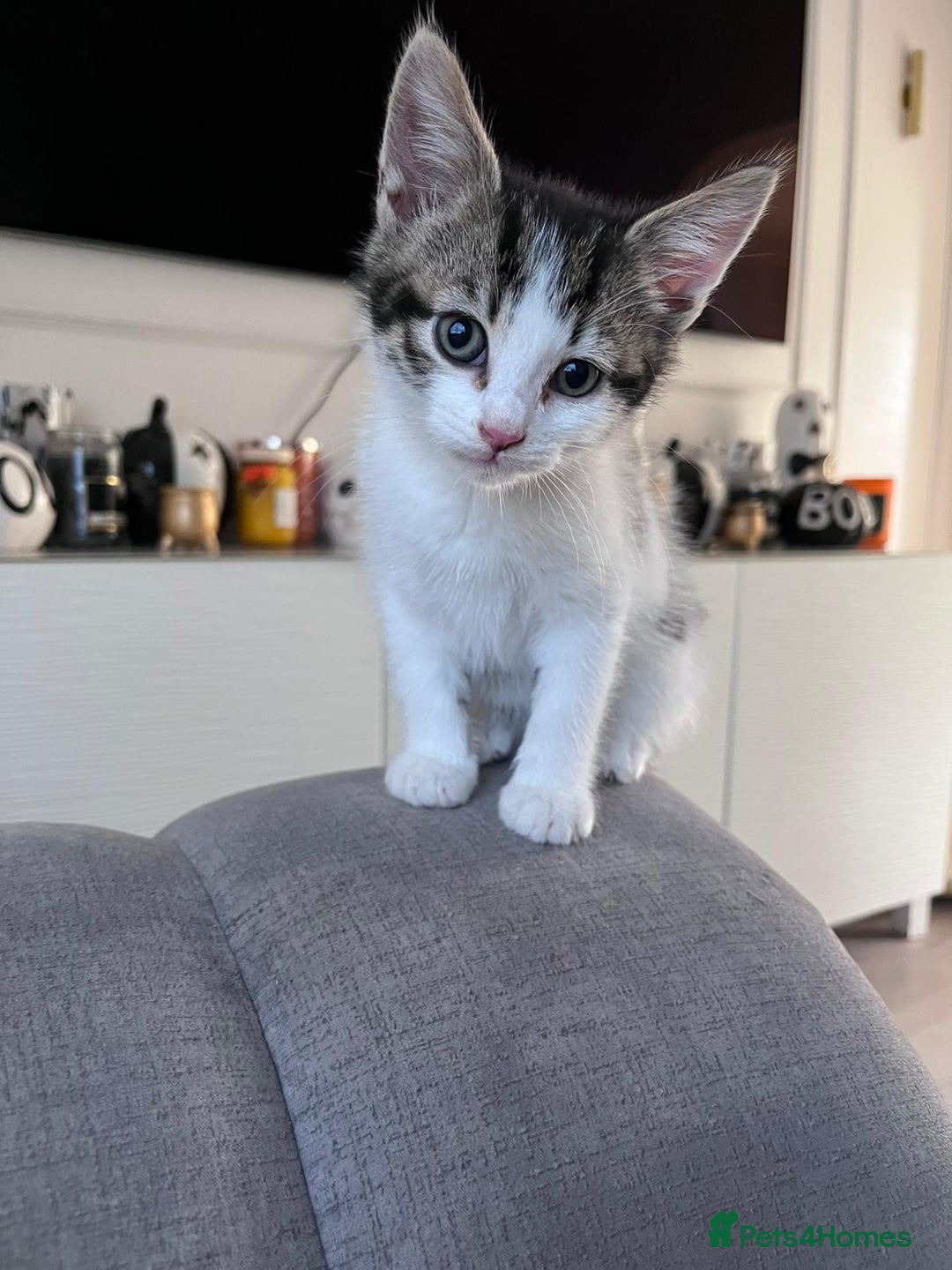 Mixed Breed cats for sale: Beautiful kittens  - Image 12