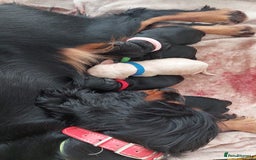 Toy Poodle dogs for stud: ‘Teddy’ KC Registered/Health tested Toy Stud in Wigan - Image 20