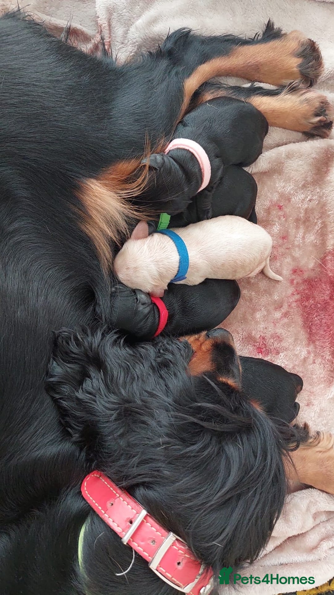 Toy Poodle dogs for stud: ‘Teddy’ KC Registered/Health tested Toy Stud in Wigan - Image 20