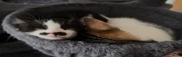 Mixed Breed cats for sale: 3 Beautiful Kittens Ready For New Homes - Advert 4