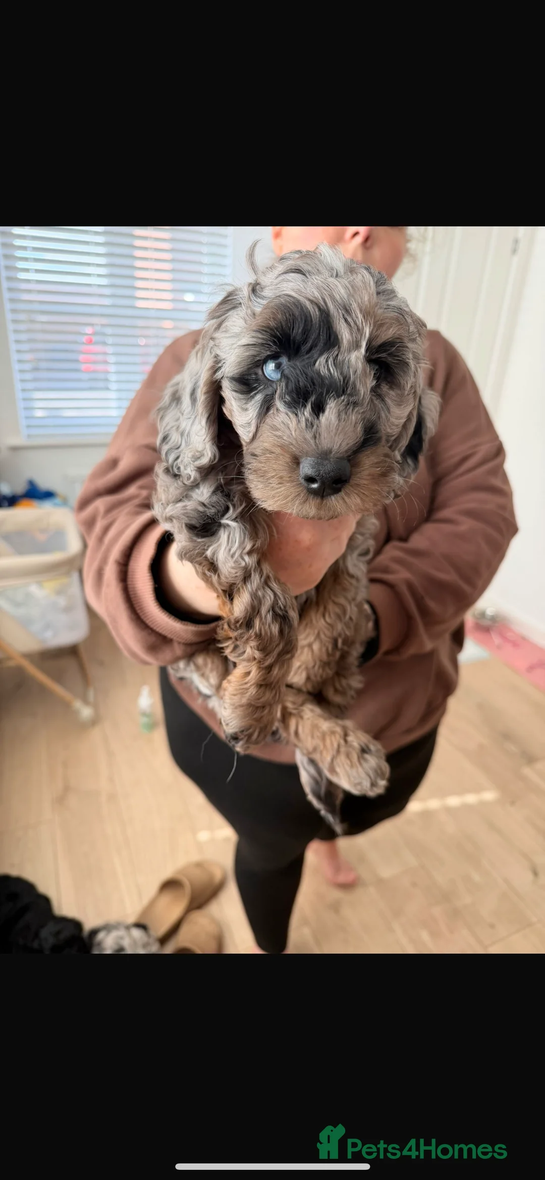 Cockapoo dogs for sale: LAST GIRL! Health tested blue Merle cockpoo F2B - Advert 6