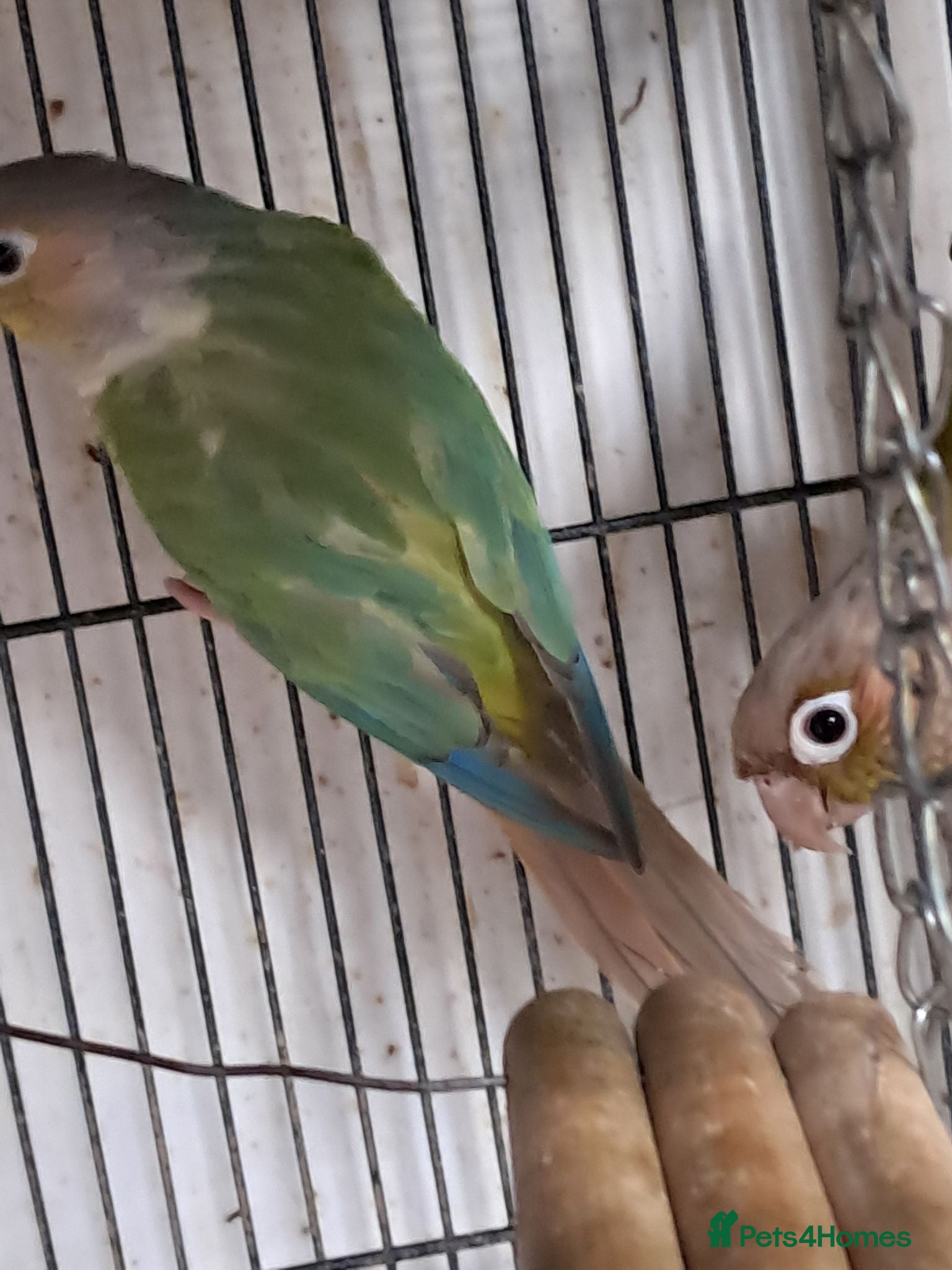 Conures birds Conures  - Advert 8