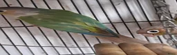 Conures birds for sale: Conures  - Advert 2
