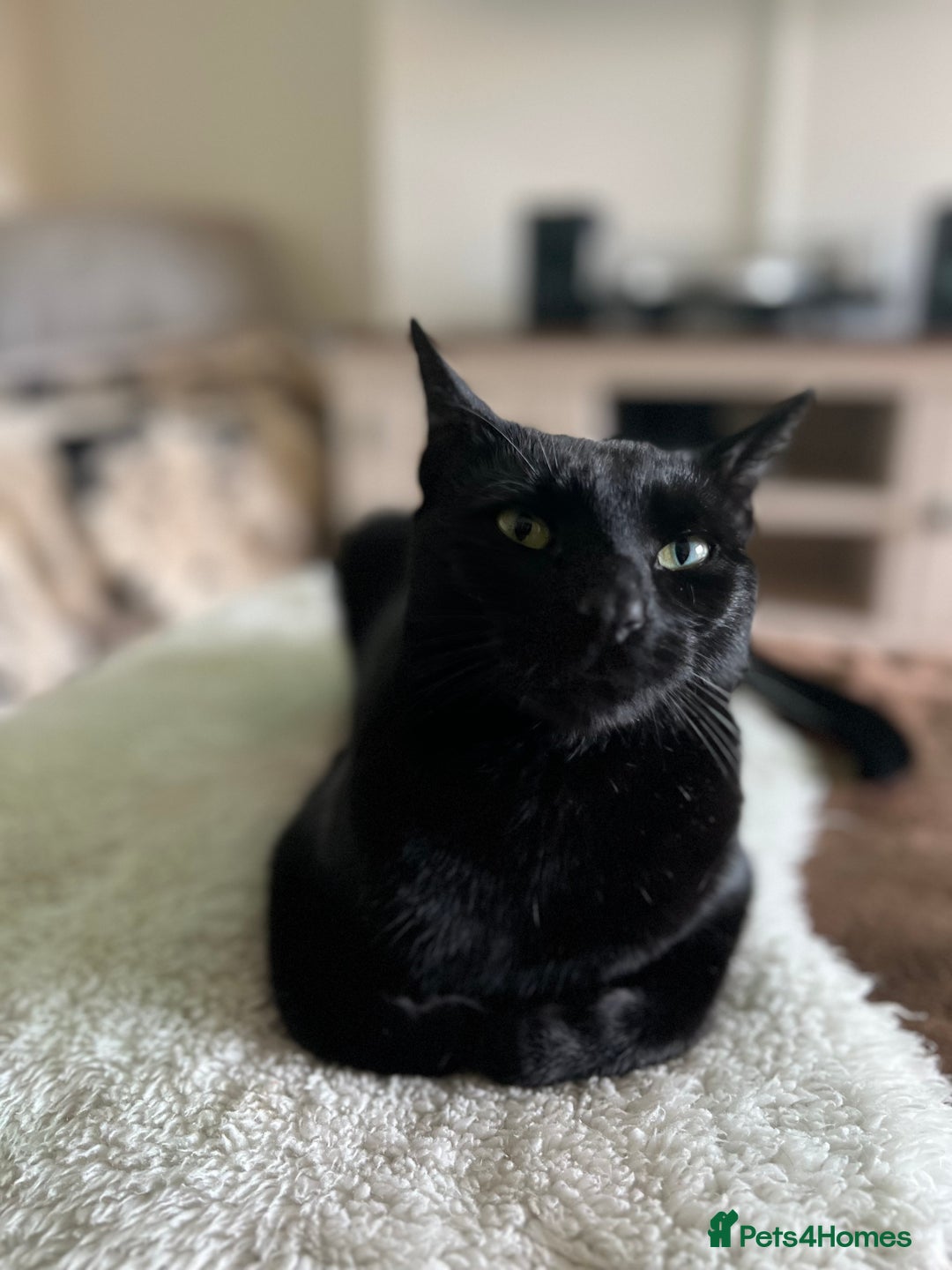 Domestic Shorthair cats for sale: Looking for a new home for our 2 wonderful cats. - Image 3