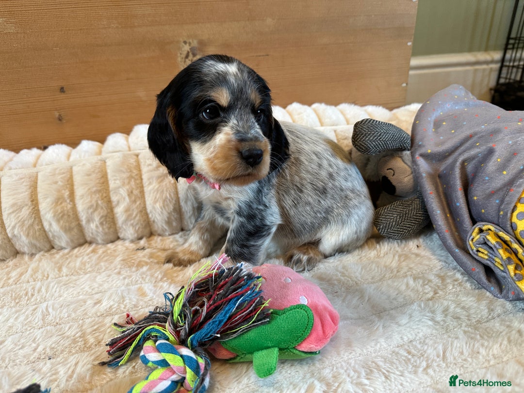 Cocker Spaniel dogs for sale: KC Registered Show Type Cocker Spaniel Puppies  - Advert 10