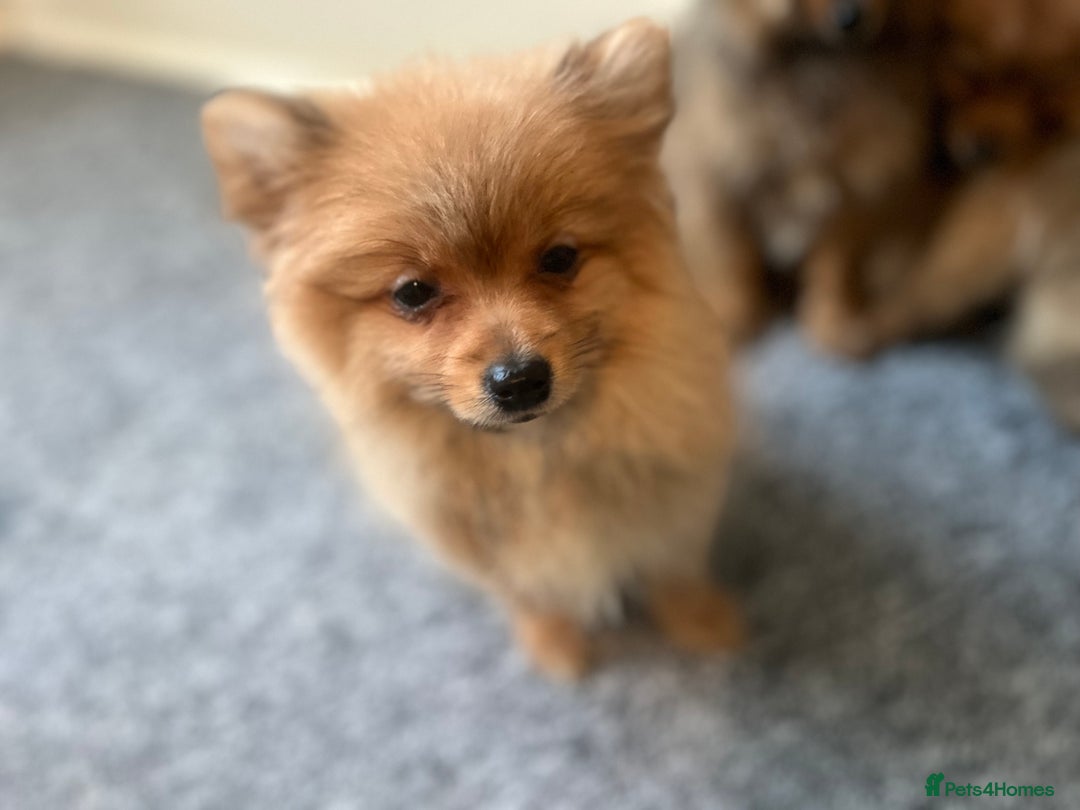 Mixed Breed dogs for sale: The cutest Pups: German & Japanese Pomeranian - Advert 7