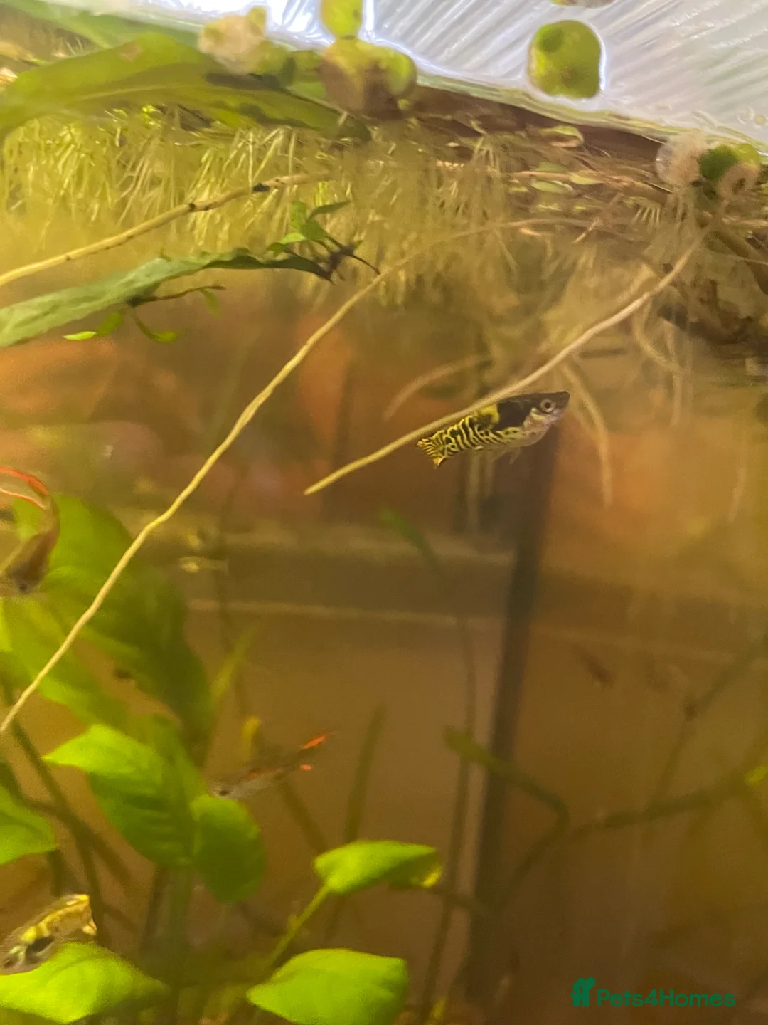 Live Bearers fish for sale: Endler's Livebearers in Cheltenham - Advert 7