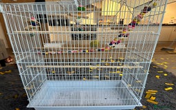 Budgerigars birds for sale: Budgie - Image 2