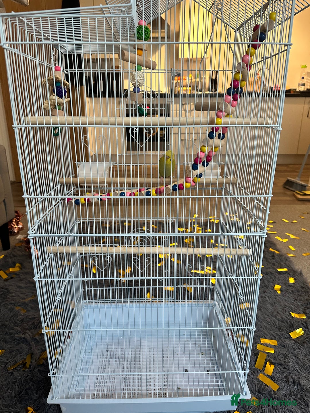 Budgerigars birds for sale: Budgie - Image 2
