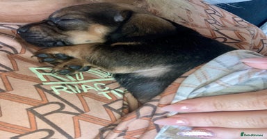 Mixed Breed dogs - Advert 2