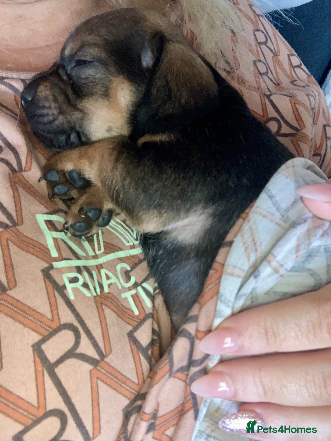 Mixed Breed dogs for sale: Adorable Daug puppies  - Image 2